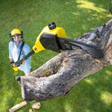 Best Pest Control for Lawns  in Big Timber, MT